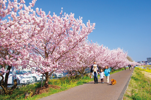 【2024年は開催終了】春木径・幸せ道桜祭り